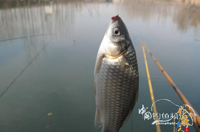 家 附近的小水塘