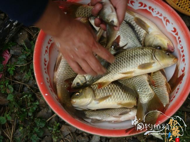 续《渔我同行》之野水仙钓 作者：散兵游勇