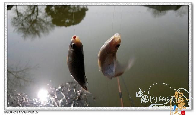 雨水”迎来艳阳天　暖阳钓鱼真开心