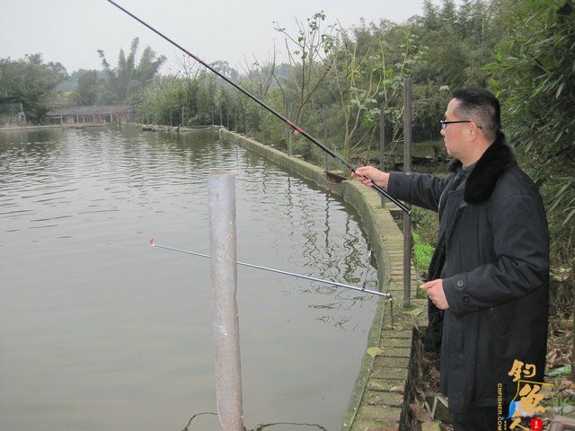 菜花开、钓鱼忙，农家乐鱼塘狂拉鲫妹，练竿忙！