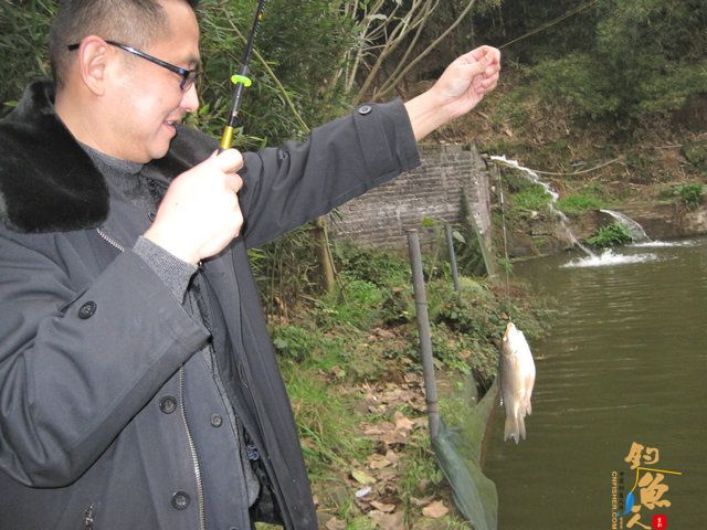 菜花开、钓鱼忙，农家乐鱼塘狂拉鲫妹，练竿忙！