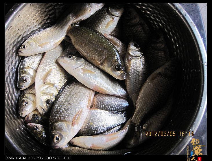 [阳春三月]早春钓鲫(三) 一地鲫毛