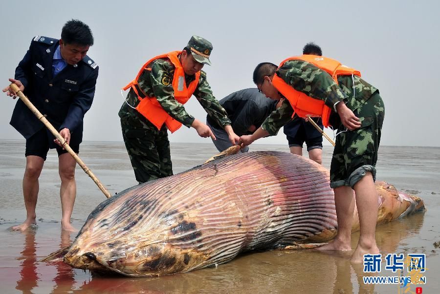 山东莱州湾发现一头 体长5米的死亡鲸鱼 死因不明 