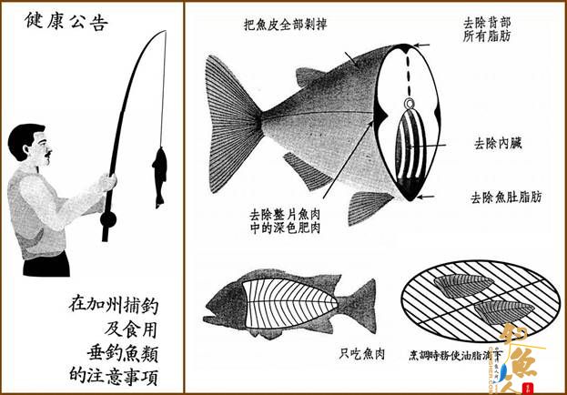 在美国钓鱼：哪些鱼要少吃甚至不吃？《鱼贝汞风险须知》《三藩市海湾鱼