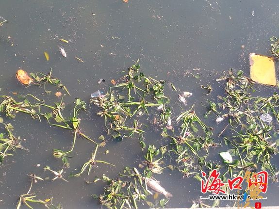 海口美舍河大桥附近惊现大量死鱼 或水体缺氧致死 不时散发出阵阵的臭味