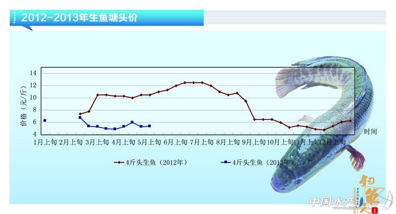 五六月份 黑鱼 养殖户 出鱼多放苗多