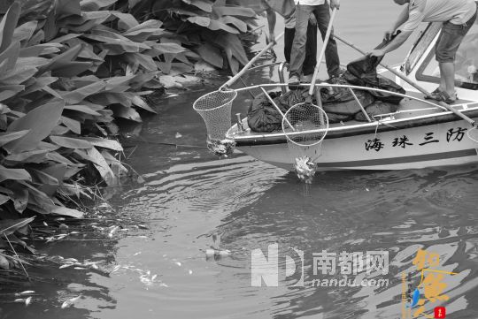 广东海珠湖河涌现大量死鱼 官方称雨后水质变坏 现场图片