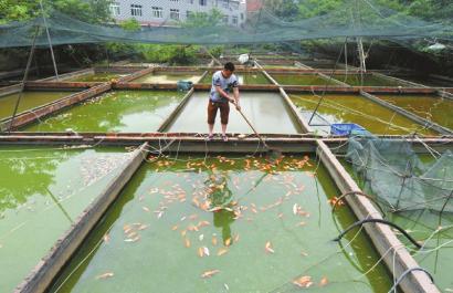 新都上万观赏鱼一夜被"毒"死 养殖户接到恐吓电话 图