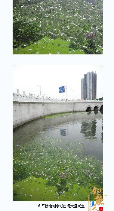 徐州故黄河漂浮上千条死鱼 吓跑钓鱼人 现场组图