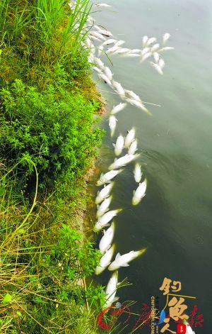 广东中山过万斤鱼缺氧死浮出水面 原由上游排水急 组图