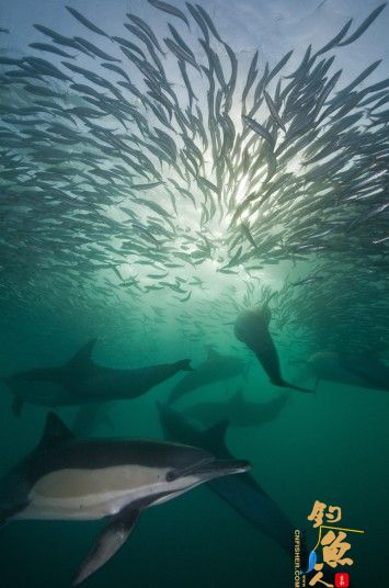 南非沙丁鱼迁徙反遭追击震撼画面 鲨鱼、海豚、海角塘鹅 捕食 画面