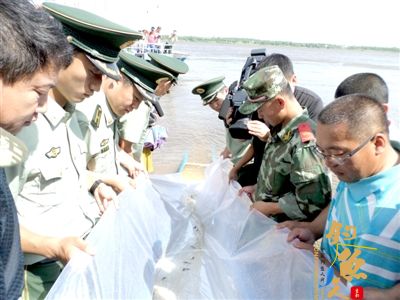 10万尾鲟鳇鱼鱼苗投放黑龙江 现场图