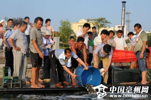 涡河水生生物增殖放流活动分别在涡河十八里段、涡河惠济河和涡河张竹元