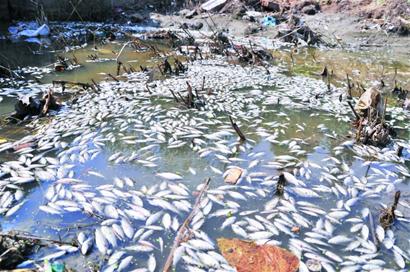 【青岛】风河系海水倒灌引起数万条鱼脱水而死 