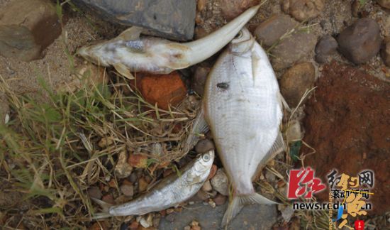 组图：长沙湘江溶解氧偏低所致岸边现大量死鱼 