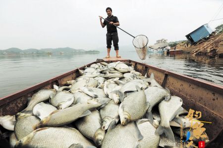 湖南水府庙水库出现大量死鱼 疑水质被污染 组图