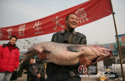 台湾百斤大米鱼60年难遇 100人一次都难吃完 组图