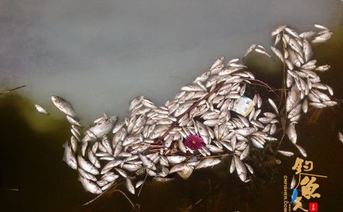 滨州一河道神秘浮现大量死鱼 绵延长达七公里