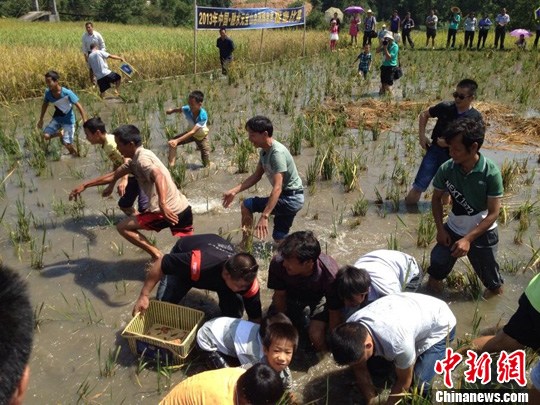 广西少数民族山区田间抓鱼吸引游客 组图