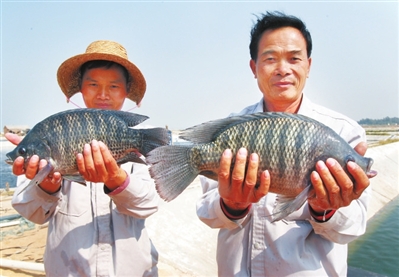 淡水罗非海水养 带动村民致富