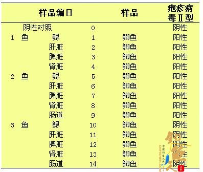 一例异育银鲫疑似“鳃出血”症 组图