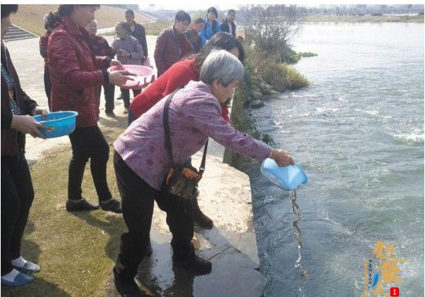 广东从化：志愿放生十余年 选鱼放鱼有讲究