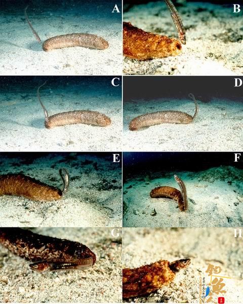 生物学家发现隐鱼钻入海参肛门吞食其生殖腺 图