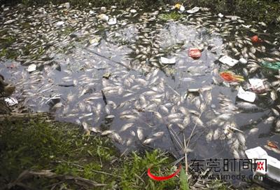 低温惹祸沙田淡水湖现大片死鱼