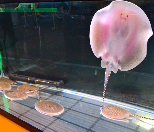 日本水族馆稀有“珍珠魟”产下8条幼鱼 迎来大批市民观赏 图