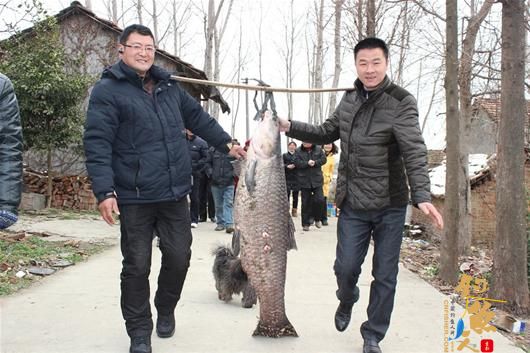 潜江市运粮湖农场鱼钩挂起大青鱼