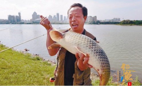 沈阳垂钓爱好者浑河岸边钓上18斤大鲤鱼 图