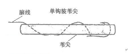 巧用苇尖钓草鱼