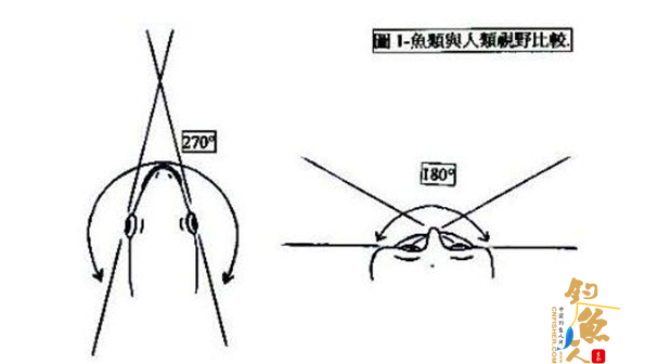 图解矶钓晃饵的鱼类视觉判断与进食行为