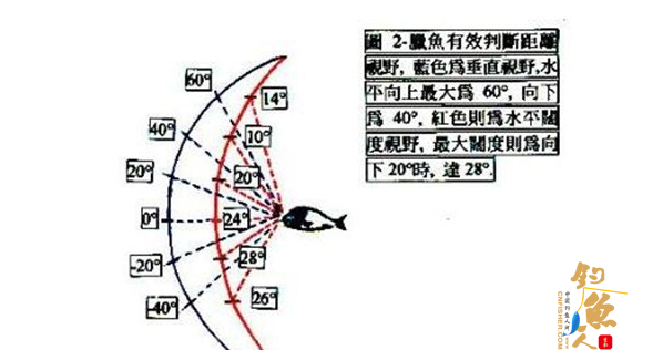 图解矶钓晃饵的鱼类视觉判断与进食行为