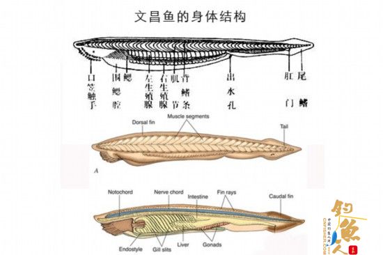 文昌鱼横切面结构图图片