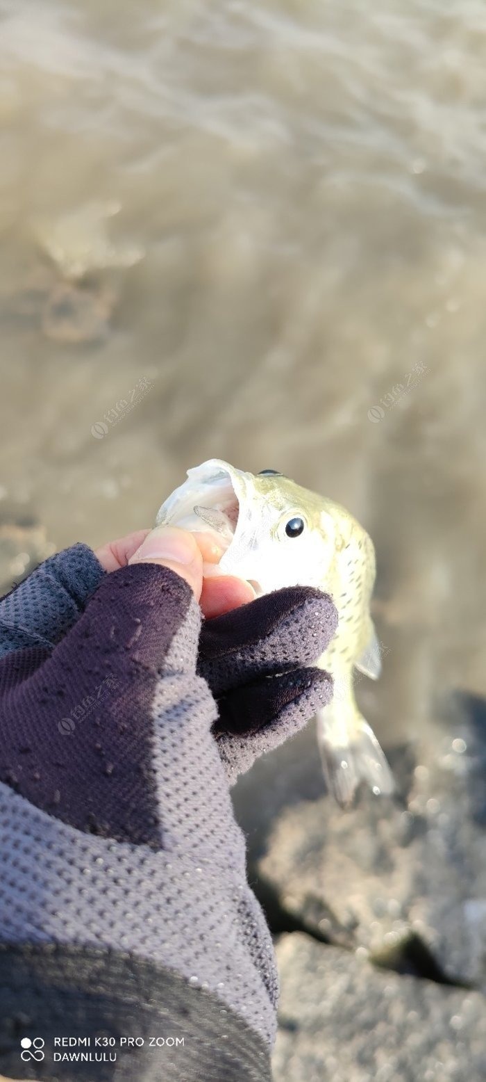 浅谈岸钓鲈鱼的一些搜索小技巧