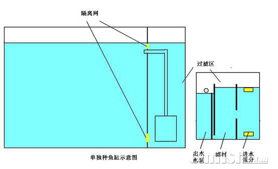 小丑繁殖缸的配置,多图