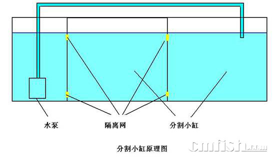 小丑繁殖缸的配置,多图 - 大缸分割组缸