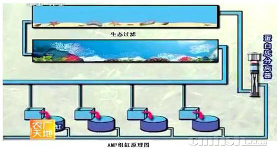 小丑繁殖缸的配置,多图 - 小缸组合组缸