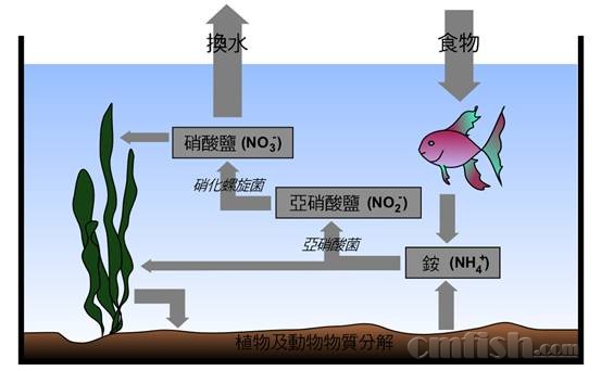 怎样养好小丑鱼-系列二 小丑鱼的饲养