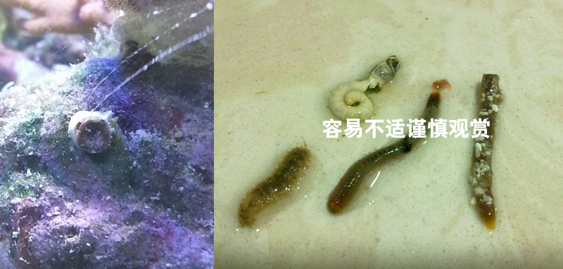 简单介绍几种经常被提问的小生物- 蚓螺