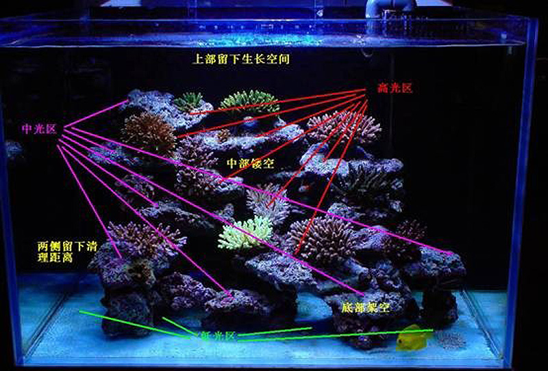 鱼缸造景构图浅谈