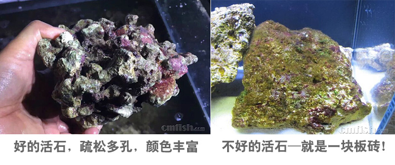 开缸暴藻标准流程-上