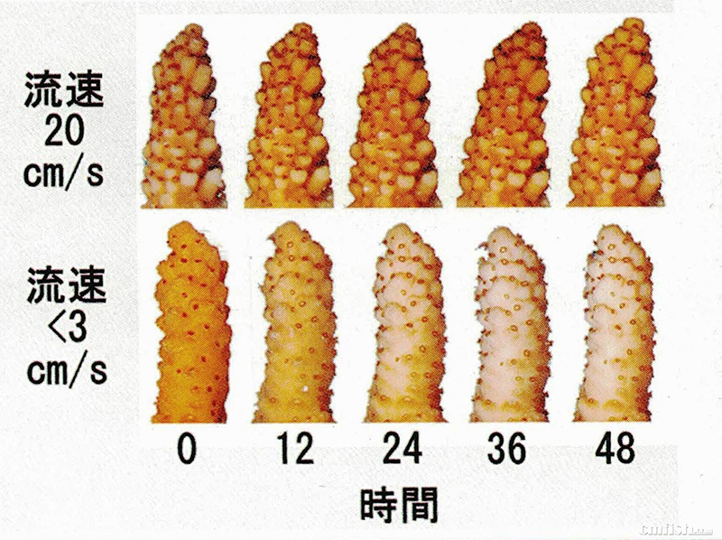 谈水流环境对珊瑚的重要性